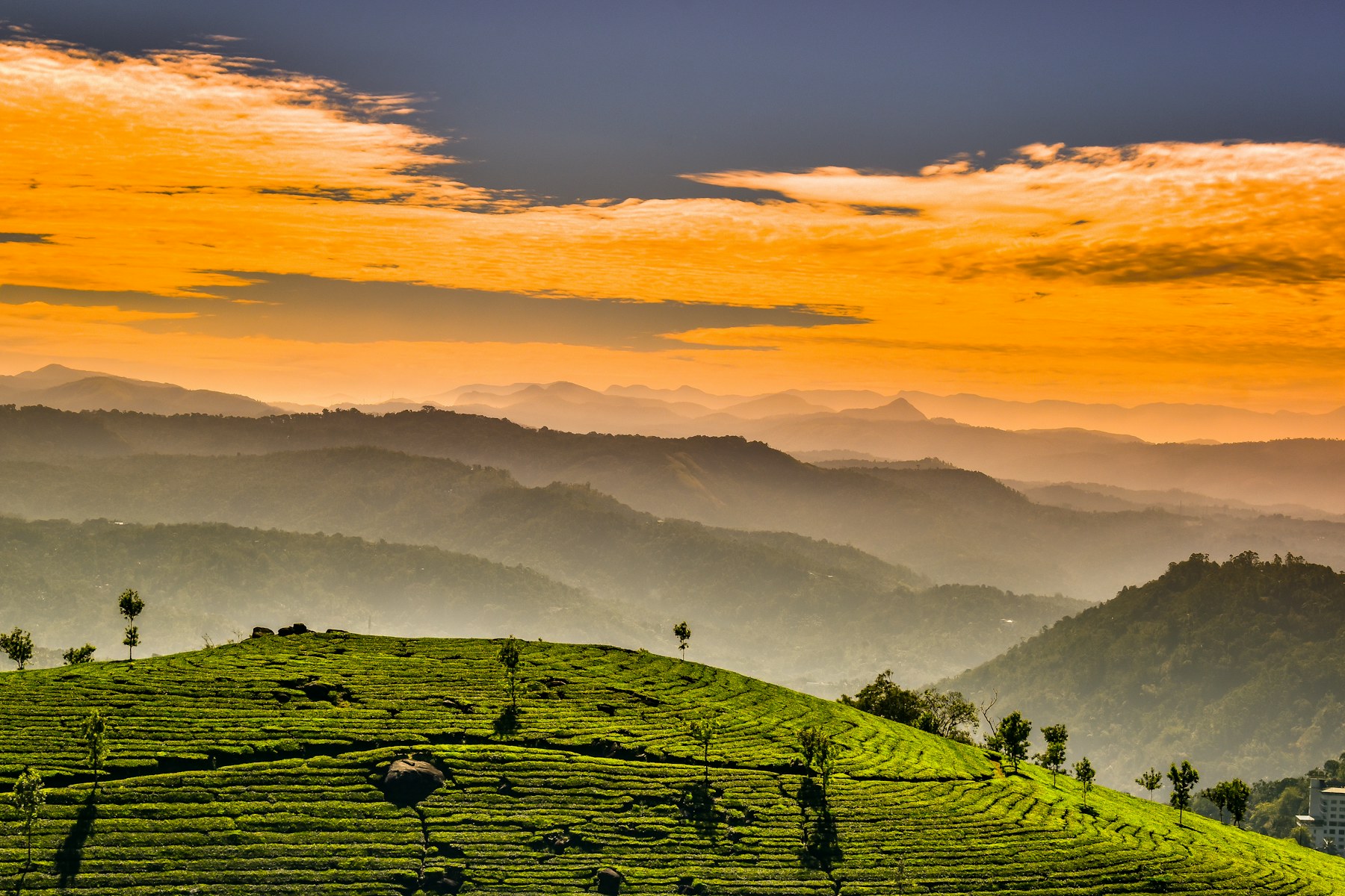 Misty tea plantations in Munnar